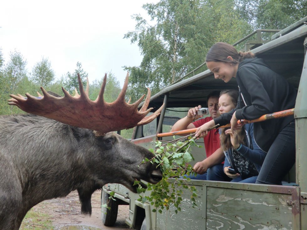 moose safari zweden